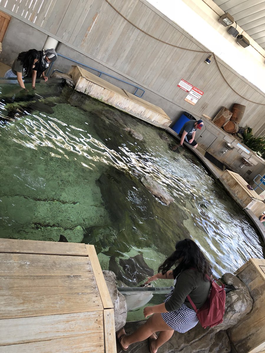 Janelle's tweet photo. Petting the stingrays was so nice, we had to do it twice! #NTDayOut #NTDayOut18 #NTHC10 @melanie_nthc https://t.co/62LmFpBMIN