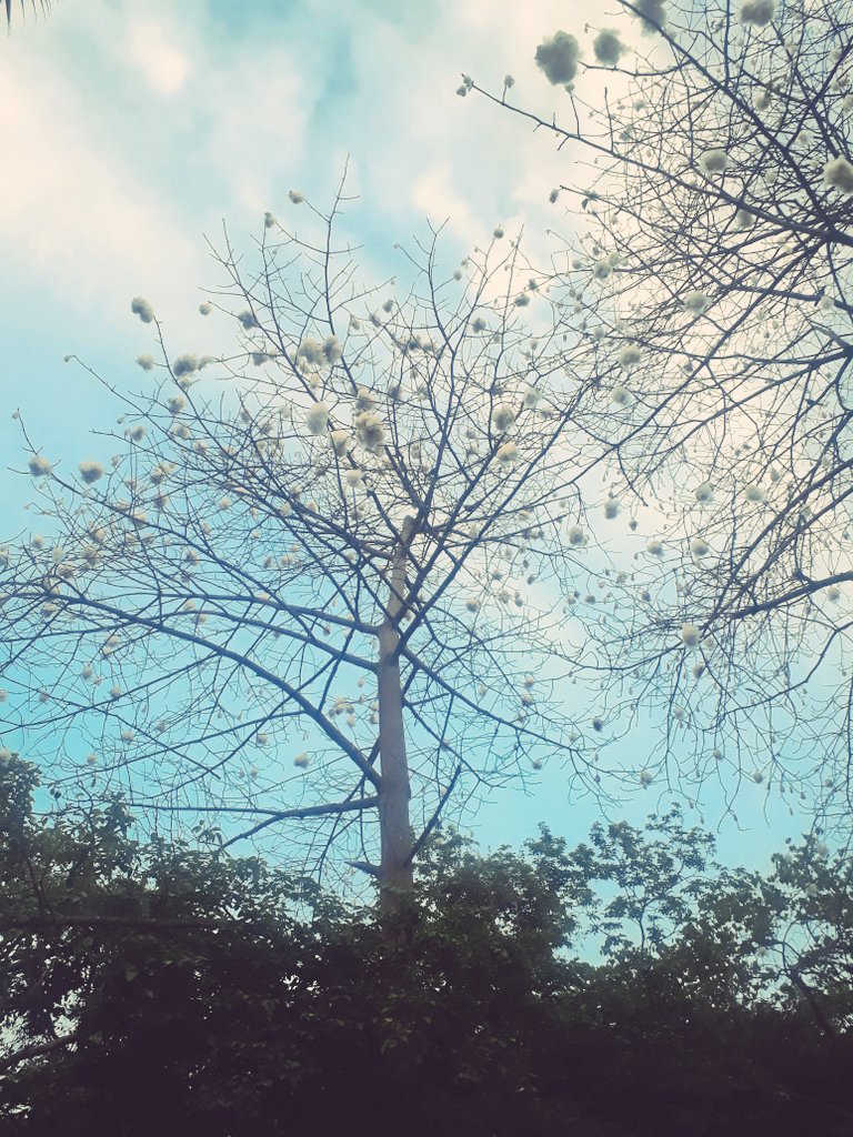 karishmaaoluchi's tweet photo. #NatureIsTheWitness to the real #beauty of the universe.
#CottonTrees #PrettyPlease
Feels great to walk around with your head high up looking around at nature instead of bowing down to technology. https://t.co/6As60WFTf4