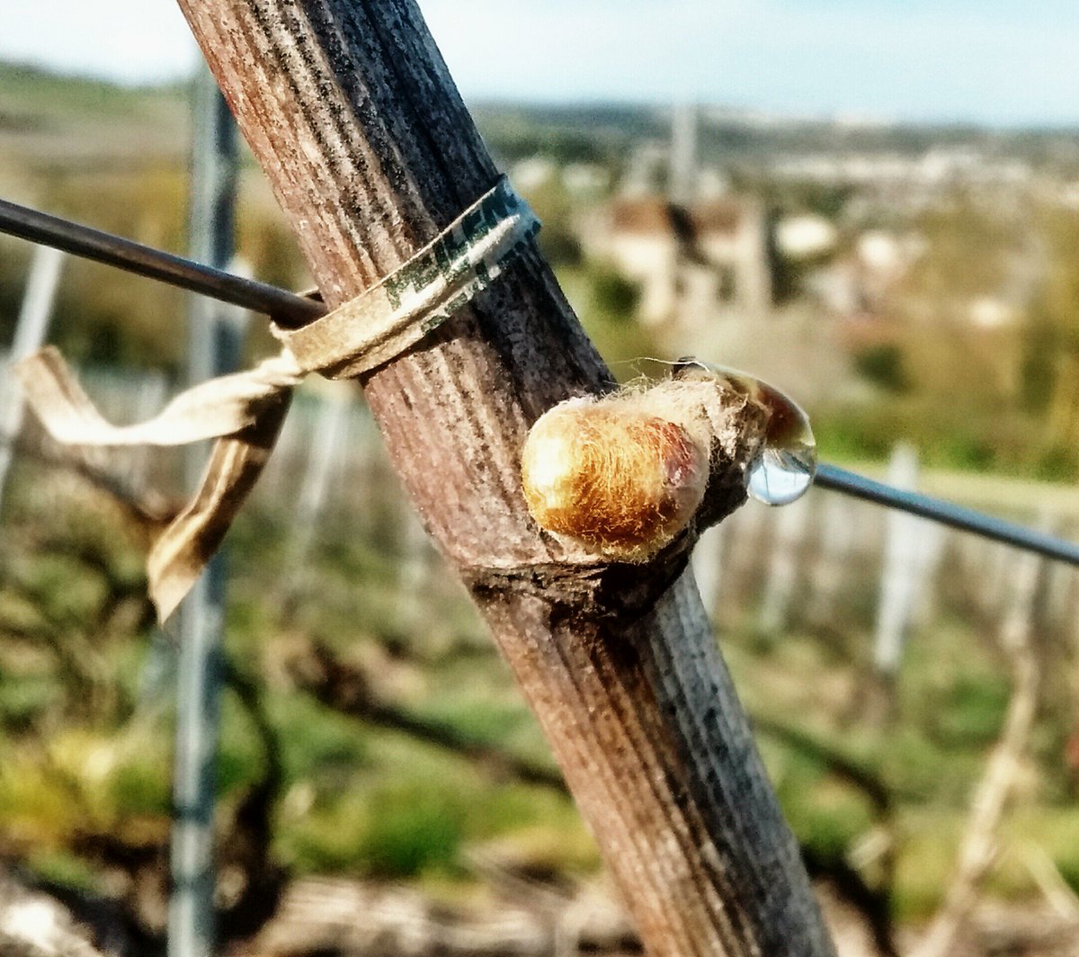 02400Champ_Huot's tweet photo. #Vigne en #Champagne, au stade "Bougeon dans le coton".
Avec la chaleur de ces derniers jours la végétation change à grande vitesse ! Les bourgeons gonflent, et quelques feuilles commencent à apparaître dans les parcelles les plus hâtives. https://t.co/TLkdLTl7Q9
