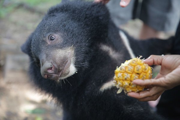 smithsoniansas's tweet photo. #WildlifeWednesday The Asian Black Bear spends much of it's time hanging in trees to avoid predators. https://t.co/BBkuB0uDTw
