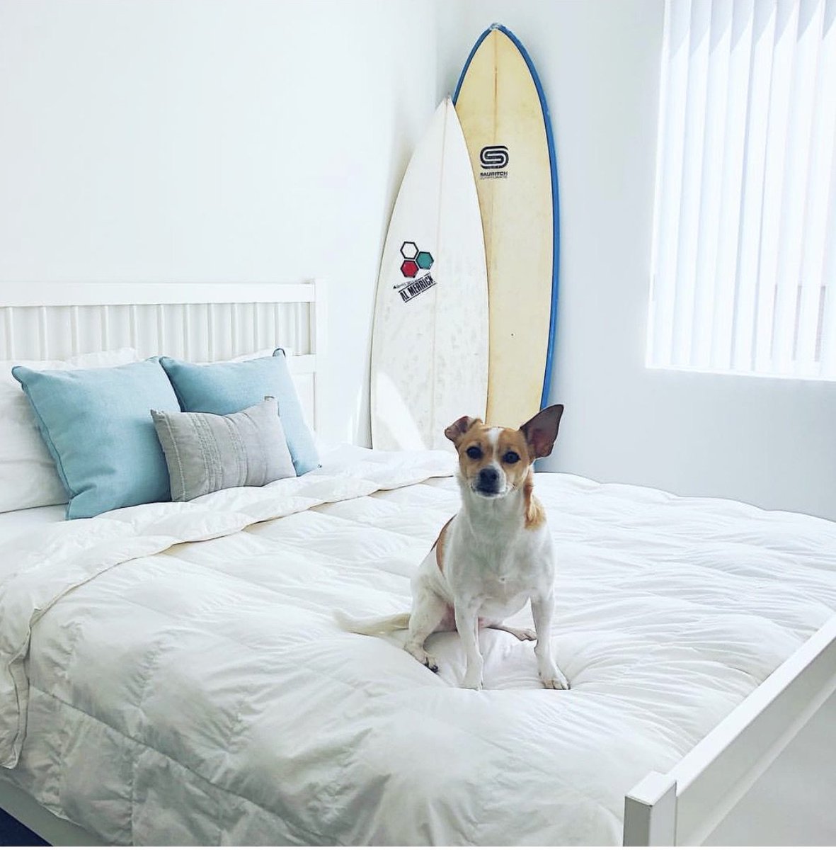 Surfer dudes and surfer dogs. SoCal has it all. 🏄 
(📸 : sookieandbones via Instagram) #socal #californiadogs #surfer #surferdudes #surferdogs #beachbums #california