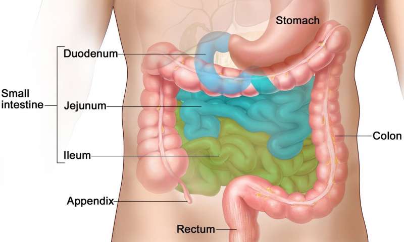 EMJGastro's tweet photo. Specific #bacteria in the #SmallIntestine are crucial for #FatAbsorption https://t.co/XNKCfMeG5S https://t.co/wopEvUFeEp