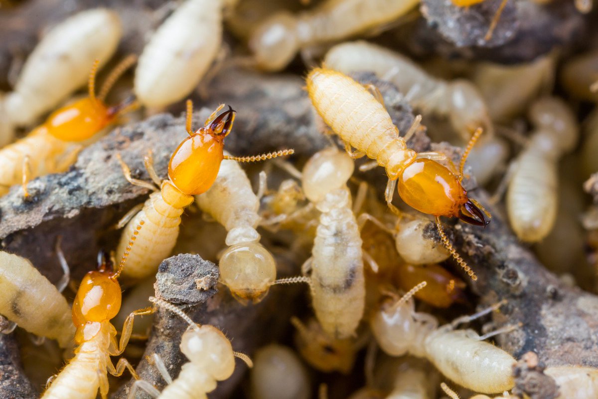 #DidYouKnow that termites work twenty-four hours a day, seven days a week and never sleep?