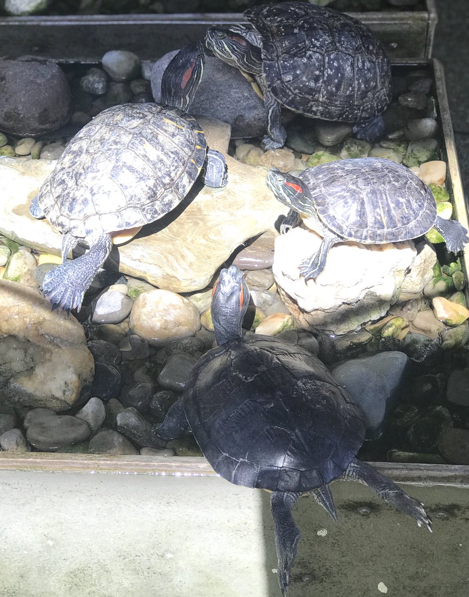 LibraryMakerLab's tweet photo. Blooms are added to the tree in our TV studio, Ss created spring habitats and our #hawksome turtles are soaking up the sun. Now, if only Mother Nature would cooperate! #springisintheair #mattsmakerspace #leboproud #mtlsdsteam https://t.co/LiO7nBg7oa
