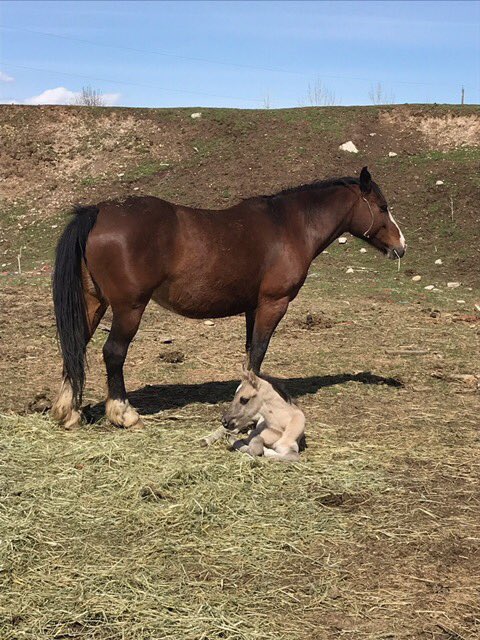 verycoolveryfun's tweet photo. My friend’s horse had a baby and less than 24 hours got colic and had to be put down so the baby had no mom. He was frantic and went to the Internet for help. Someone replied saying their horse had a baby this week but the baby died. They introduced his baby to their mom and!!!!! https://t.co/2zZQ3WyF4Q