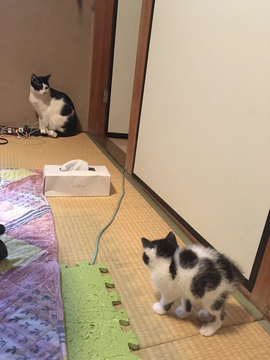 みなさんが大好きな シャーってなってる子猫 です どうぞ Togetter