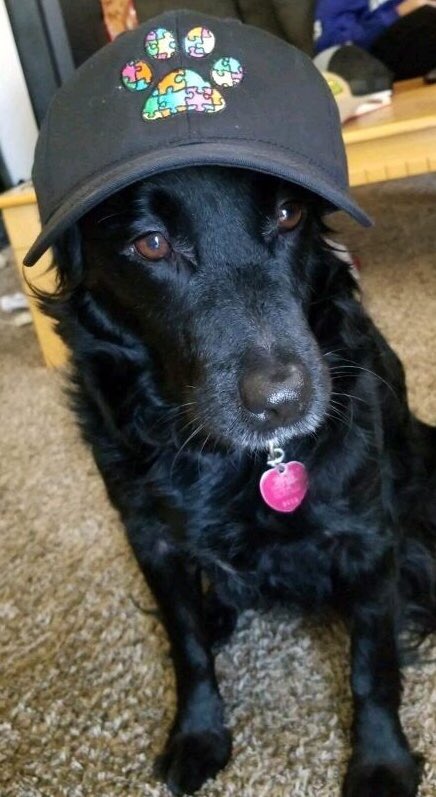 Paws4CauseIBE's tweet photo. We're in our final week of selling hats so visit https://t.co/JyBkRoUqEC to get one before they're gone! #puparazzi https://t.co/ZcKPh5T2JR