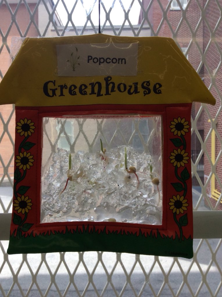 GrosseMrs's tweet photo. Our kernels are sprouting !!! https://t.co/siUXM0RjU4