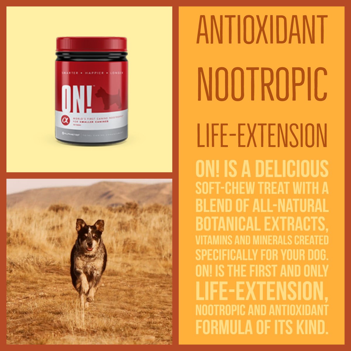 AlphaDog_Life's tweet photo. ON! is a delicious soft-chew treat with a blend of all-natural botanical extracts, vitamins and minerals created specifically for your dog. ON! is the first and only life-extension, nootropic and antioxidant formula of its kind. 

AlphaDog Life https://t.co/cfJ4kL6Xcg https://t.co/QrgR5VmSJG