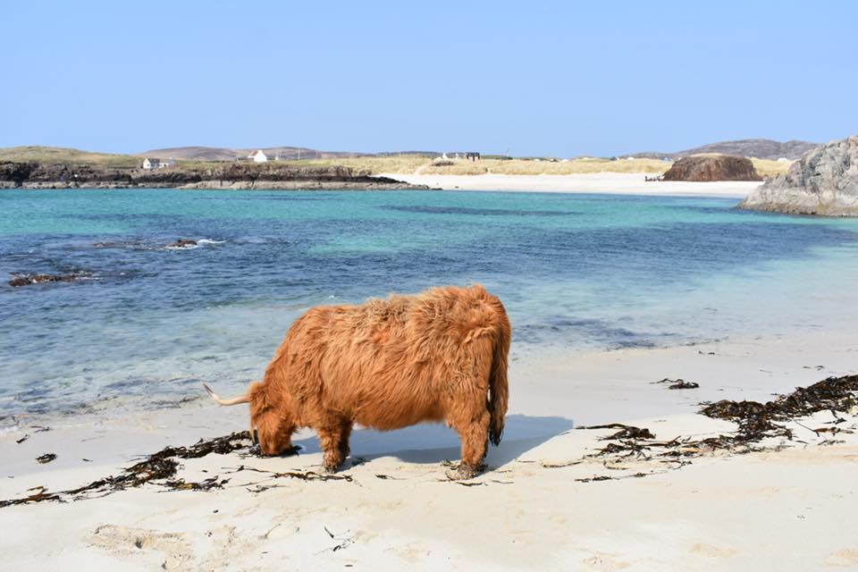 TrueHighlands tweet picture