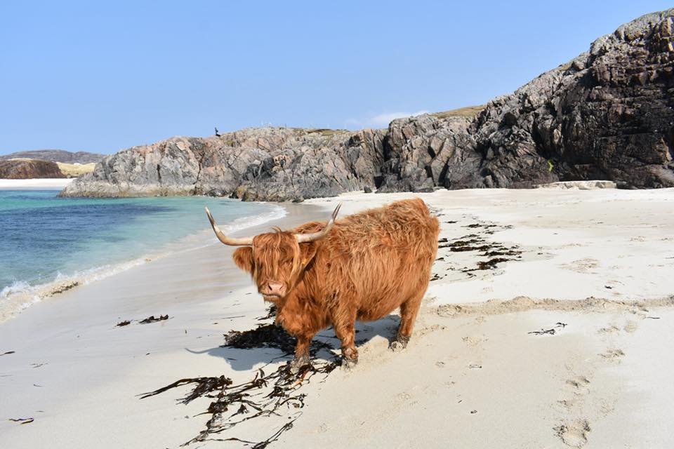 TrueHighlands tweet picture