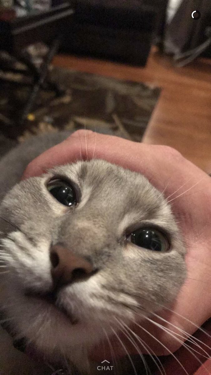 boythiccc's tweet photo. A classic kittty snap courtesy of kyle #kittycat#cat #meme https://t.co/BP2NhurX1F