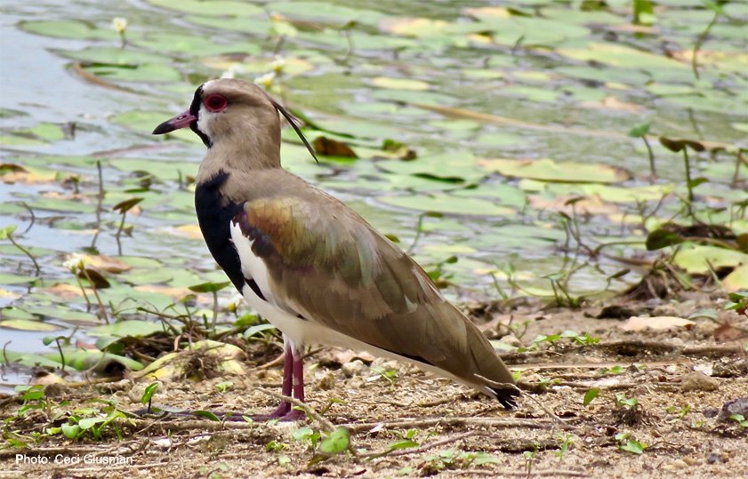 creativityworkshop.com
Amateur means 'to love what you do'. Do you? The Creativity <a href="/CreativityTweet/">Creativity Workshop</a>