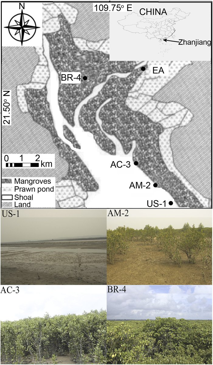 ESAEcosphere's tweet photo. Shifts in #benthic #protozoan community composition in a restored #mangrove habitat. #restorationecology #ecologicalsuccession

https://t.co/hOFaGkMQAp https://t.co/WDMi9zmH4Y