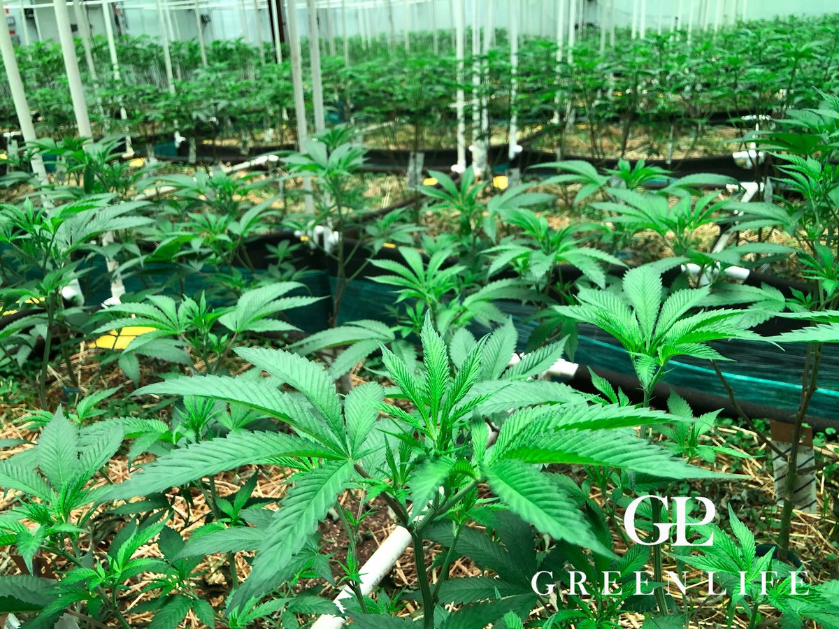 GLPNV's tweet photo. #11thcycle #notill #livingorganicsoil looking better than ever! #missx #luvtriangle #vcm #scottsog #9lbhammer #chemD #sourdub #glp #greenlifeproductions #dempure #420 #420weekend #bestoflasvegas #cleangreencertified #cleanmeds #soilfoodweb #wormgrown #ledgrow https://t.co/WPvMXdwnD1