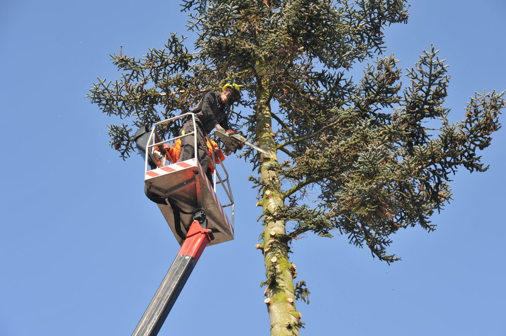 YourWayTreeServ's tweet photo. Treat Your Sick Trees with us!
Contact us for consultation: 818-882-2335 
https://t.co/Ado1a5Q8Hw
#sicktrees #yourwaytreeservices #residentialtreeservices https://t.co/v0KjIfhx3A