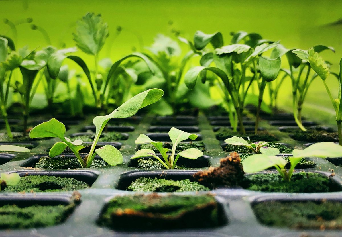 ModularFarms's tweet image. Alien planet or @ModularFarms seed tray? 

#modularfarms #verticalfarming #Hydroponics #future #fresh