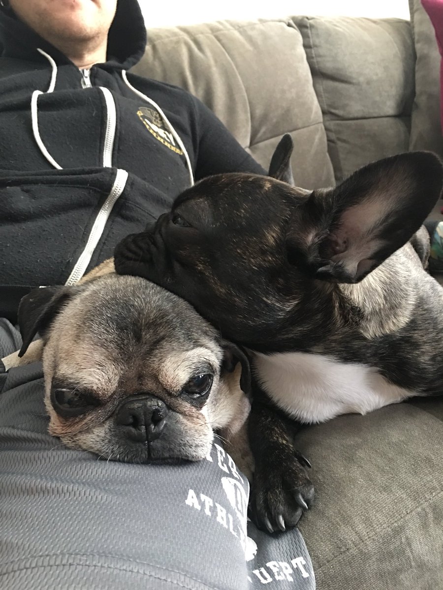 Preston_The_Pug's tweet image. I wish Sophie would get her big head off me. #puglife #frenchie