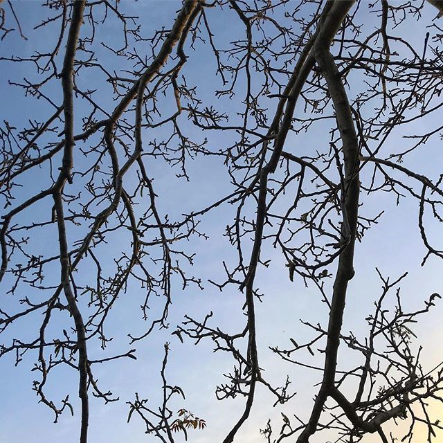 picturemotion's tweet photo. Felicità è potersi sedere sull’amaca e godersi questo tramonto senza pensieri #easylife #sanssouci #acunamatata #lifeissweet #ladolcevita #livinginaparadise #sweetsardinia #spring #sunset #treesilhouette #tree #homesweethome https://t.co/r1ibtA6B77