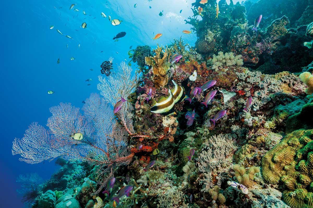newscientist's tweet photo. Our grandchildren may never see the Great Barrier Reef recover https://t.co/137HOXAU7q https://t.co/SHcwIMVnzM