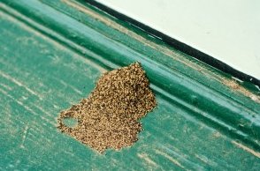 elliethetermite's tweet photo. Drywood termites are more difficult to detect and aren’t typically noticeable until small piles of pellets collect. #Termiteproblems https://t.co/qchh2GahGN