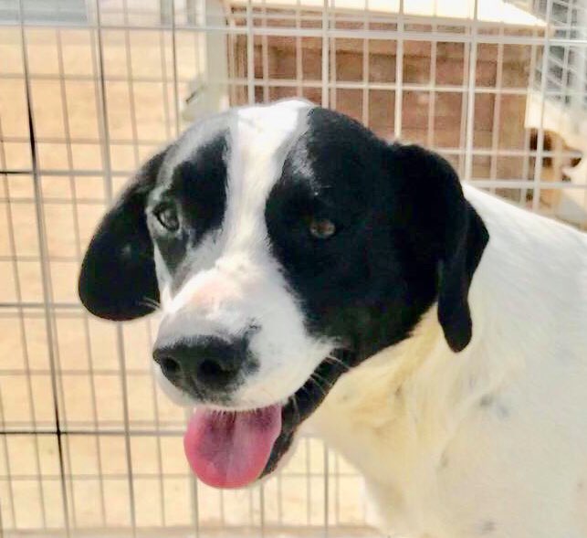 ZanteStrays's tweet photo. Dumped in cardboard box, Burger’s a friendly little chap! He enjoys playing &amp; meeting people &amp; dogs. Could you ‘take him away’ &amp; adopt this sweetheart?💕

#ADOPT in #U.K. #Germany #holland 
#AdoptDontBuy #rescuedog #AdoptMe #WagWednesday #dog #adoption https://t.co/lXnpLGisAz