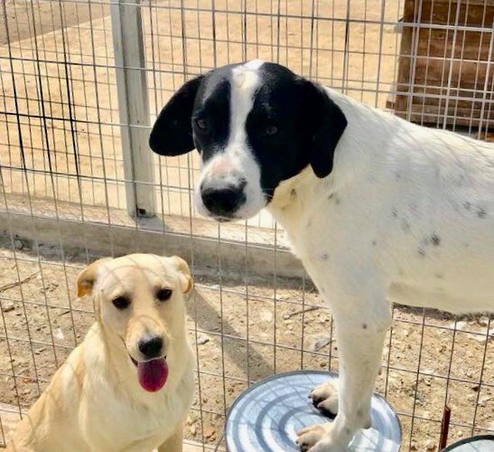 Dumped in cardboard box, Burger’s a friendly little chap! He enjoys playing &amp; meeting people &amp; dogs. Could you ‘take him away’ &amp; adopt this sweetheart?💕

#ADOPT in #U.K. #Germany #holland 
#AdoptDontBuy #rescuedog #AdoptMe #WagWednesday #dog #adoption