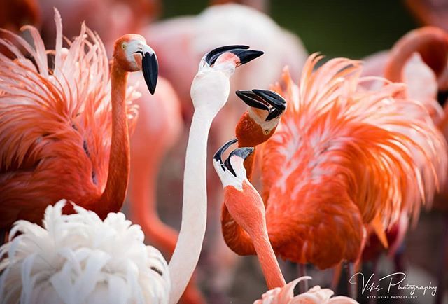 #flamingo #beautifuldestinations 
#wonderfuldestinations #wonderful_places 
#italian.places #best_italiansites #italianlandscapes 
#top_italia_photo #italiainunoscatto #instaitalia 
#instasardegna #ig_italia #ig_sardinia #igersitalia 
#igersardegna #volg… ift.tt/2qNbkTN