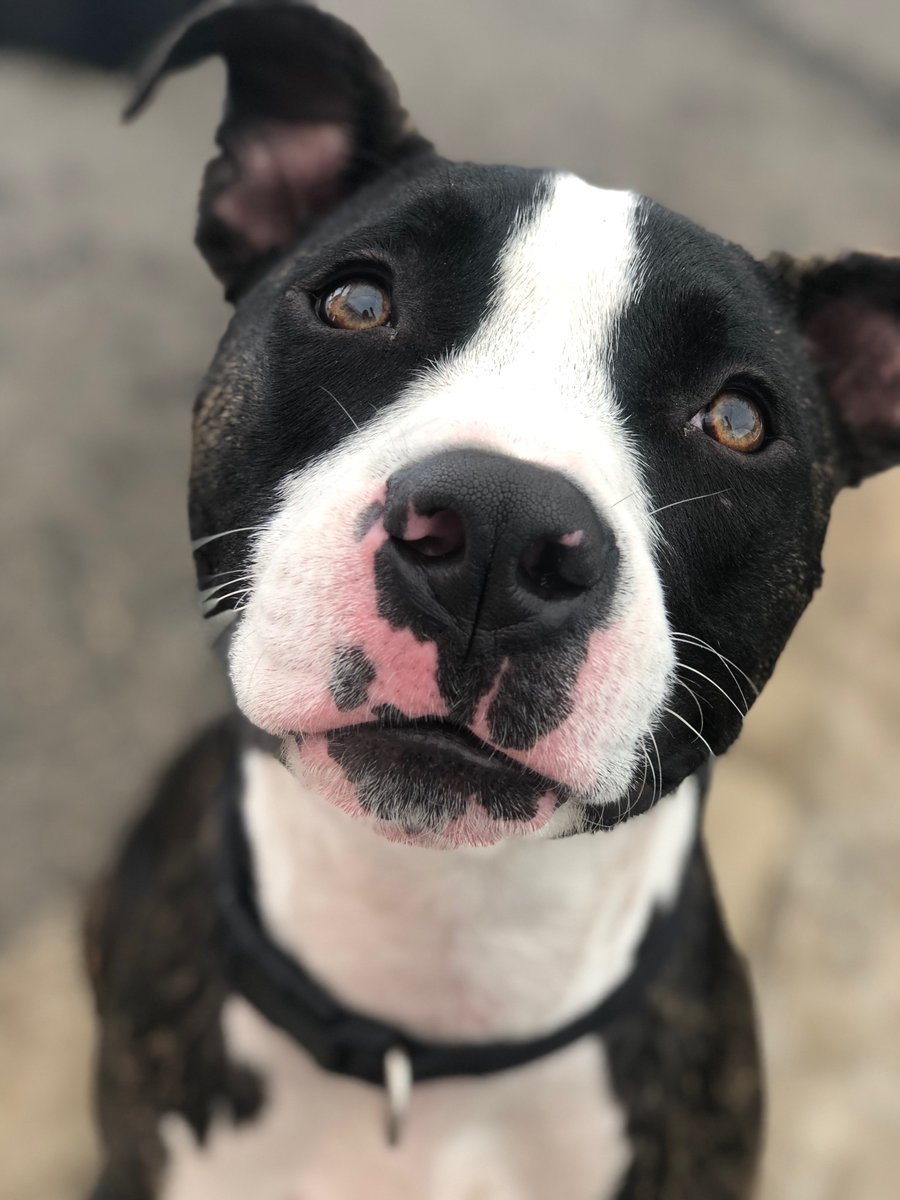 MasterDog22's tweet photo. Training for your Dog. 😀🐕💕Obedience Dog Training, Family Dog Training, Service Dog Training &amp; more!
818-857-8754
https://t.co/oKD17ObYKf
#familydog #masterdogtraining #dogtraining #obediencetraining #puppytraining  #obediencedogtraining #royaldogacademy #maximbasyro https://t.co/l0PU9mLfr1