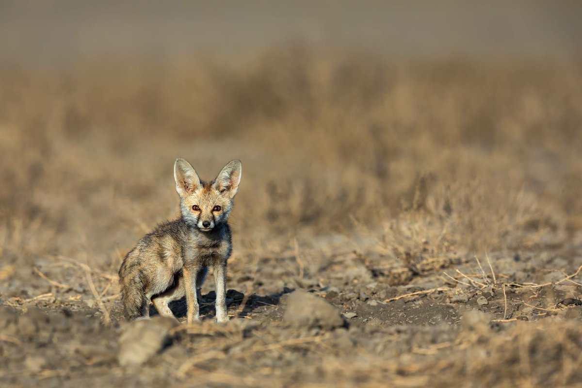 ketanvikamsey's tweet photo. | Desert Fox Cub |
| LRK |
#DesertFoxCub #Wilderness #Wild #KVKliks #LittleRannOfKutch #LRK #Den #IncredibleIndia #GujaratTourism #IndiaTourism #natgeotravel #bbctravels #lonelyplanet #lonelyplanetmagazineindia #natgeohd #natgeo #canonusa #canonphotography #canon #ketanvikamsey https://t.co/xqXQfnZ59L