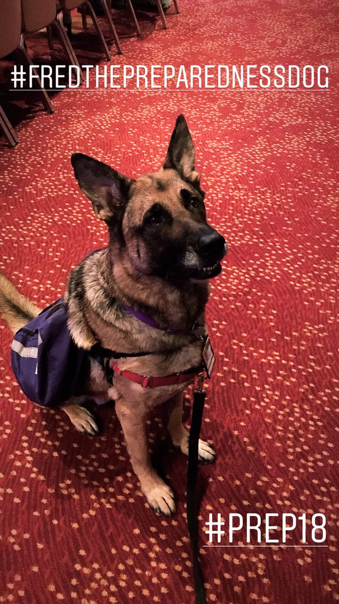 jesskristy's tweet photo. Can’t get enough of @FredPrepDog 😍🐾 #Prep18 https://t.co/GmfIR7Okcn
