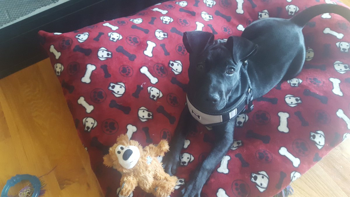 craylor's tweet photo. Thanks for the low priced on toys @PetFlow. He loves it! #PetFlow #Kong https://t.co/CHTcHUFPuz