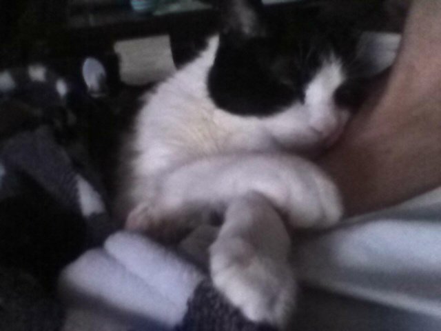 1Jerseyboy4u's tweet photo. So what if Im spoiled, I deserve it, Im the best cat ever! #CatsOfTwitter #PossiblySpoiled https://t.co/tX0J4IW2Ut