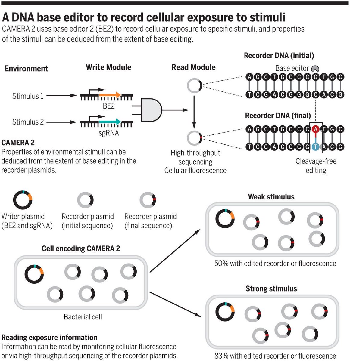 ScienceMagazine's tweet photo. A new "CAMERA" based on CRISPR could expand the capabilities of cellular computers: ($) https://t.co/tKFIdE9Ehw https://t.co/bgke1np2Vk
