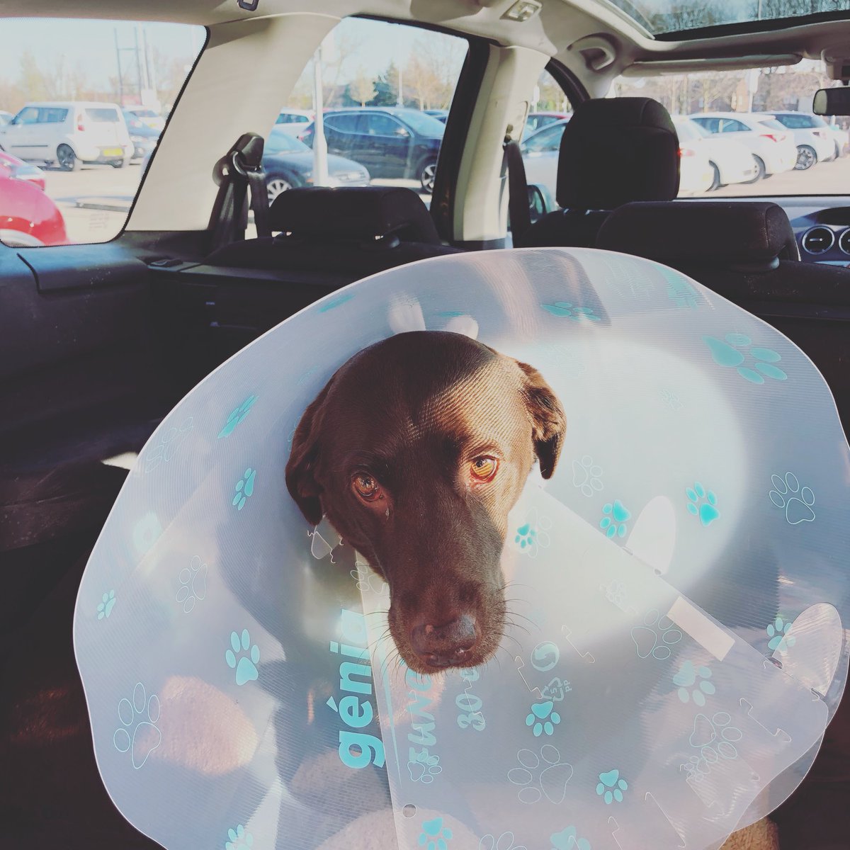 DuchessPoppy's tweet photo. I am NOT a happy doggo. I’ve had a breast tumour removed and been spayed. #druggedupdog #chocolatelabrador #Labrador https://t.co/9lNiBpPNZo
