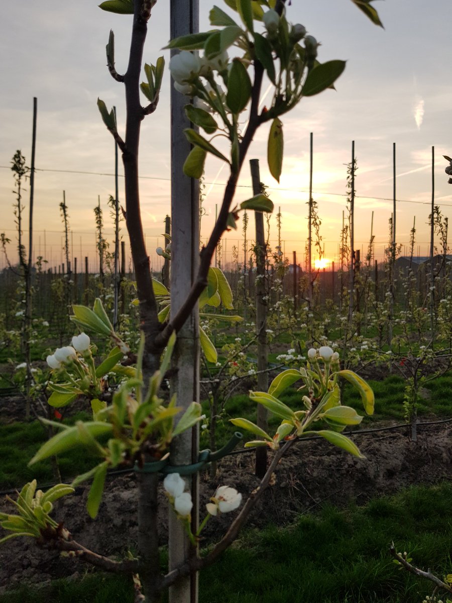 JohnKusters's tweet photo. Wat  is de natuur toch mooi. #fruitteelt @NFOfruit @infomaasenwaal https://t.co/v66eMoRLG3