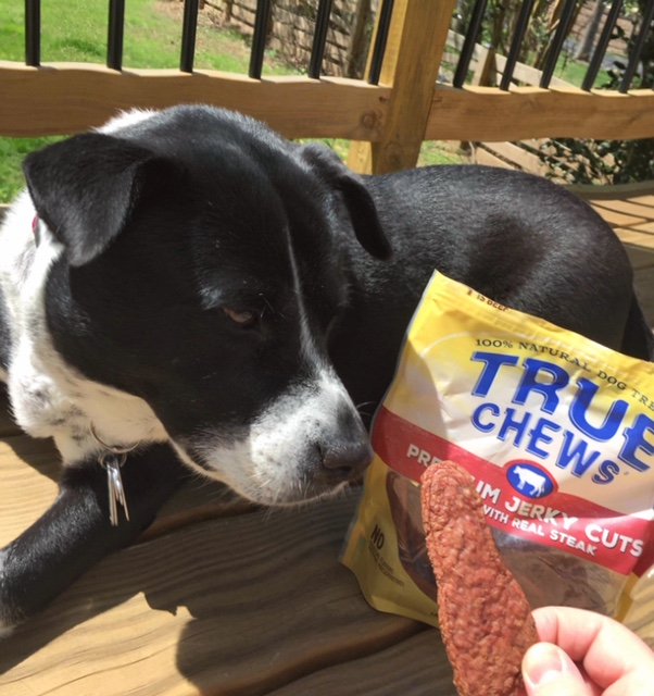 Molly is in love with these premium jerky treats from <a href="/TrueChewsUSA/">True Chews</a> These treats are made from real steak in the #USA with NO preservatives or additives. You can find these natural dog treats on <a href="/Chewy/">Chewy</a> at a great price! #doglovers #ad #chewyinfluencer #dogtreats #dogsoftwitter