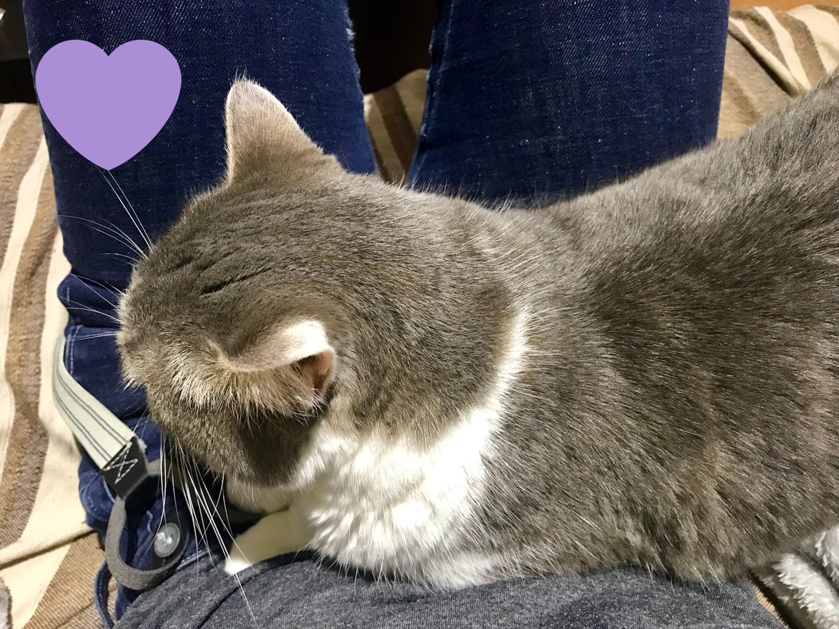 MargalDuvaux's tweet photo. “C’mon pet me... promise you’ll feel better afterwards” 🐱 #fluffysupport #comfortcat https://t.co/X9cd0rlWSQ