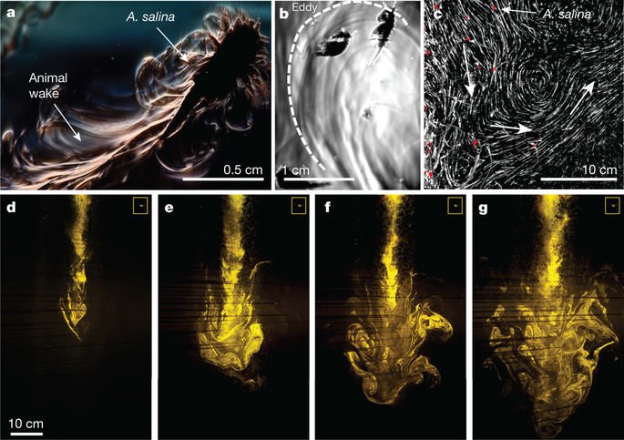 New work in @nature shows potential of marine #zooplankton to significantly alter physical & biogeochemical structure of the water column—could influence ocean nutrient distribution; climate models—I Houghton, J Koseff, S Monismith & J Dabiri @StanfordEng nature.com/articles/s4158…