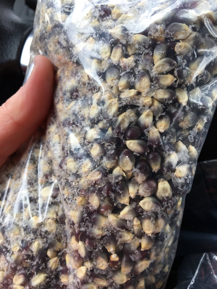 JessicaGagneTV's tweet photo. Solo road trip! A big shout out to Jordan Farms for making my 3 hour drive to Chester totally worth it #purplepopcorn #feedmaine #NEWSCENTERmaine https://t.co/ctervH9cwg