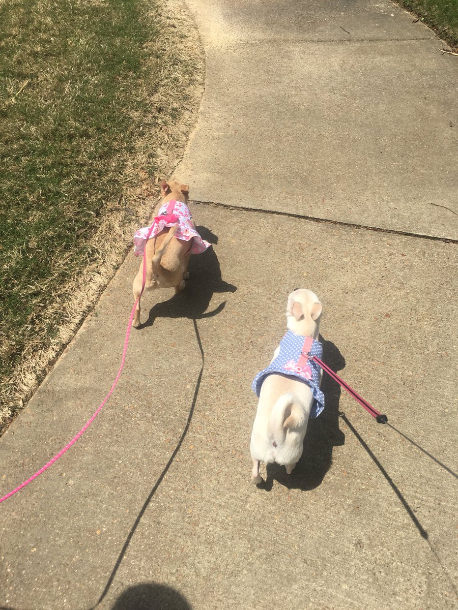 MichelleGudino1's tweet photo. Going for a walk with the fam before heading to work, collecting kms for @Win4YouthNA . Wish family relatives could log their kms as well. #EveryKmCount 😊 #Win4YouthAmbassador #WednesdayFamilyTime https://t.co/YqZAdixQxA