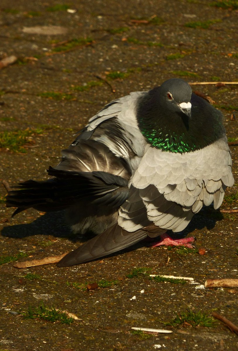 EmmaDuguid3's tweet photo. Who likes #Pigeons #vibrant #metallic #colours #fluffedup https://t.co/GLwjSoAtmj