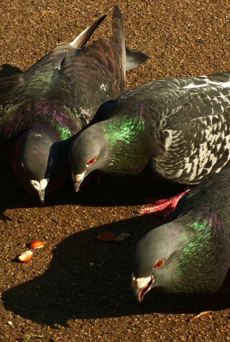 EmmaDuguid3's tweet photo. Who likes:#Pigeons #vibrant #metallic #colours #birds https://t.co/gK4IEtvEgu