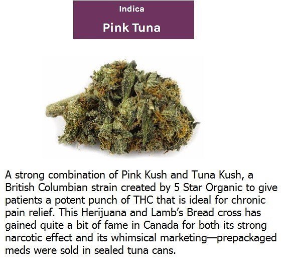 BuddOfCourse's tweet photo. Fresh Fish! weedfeedkiller #weed420feed #canadianstoners #ohcannabis #marynation #weedpalace #nbs #topshelflife #youknowitsdank #onlysmokethefinest #high365 #high_larry_us #stonerdays #stankyydankyy #naturalbornstoner #losganjales #crackingnugs #fueledbythc #iwillmarrymary #… https://t.co/Hvm0PR3Tgi