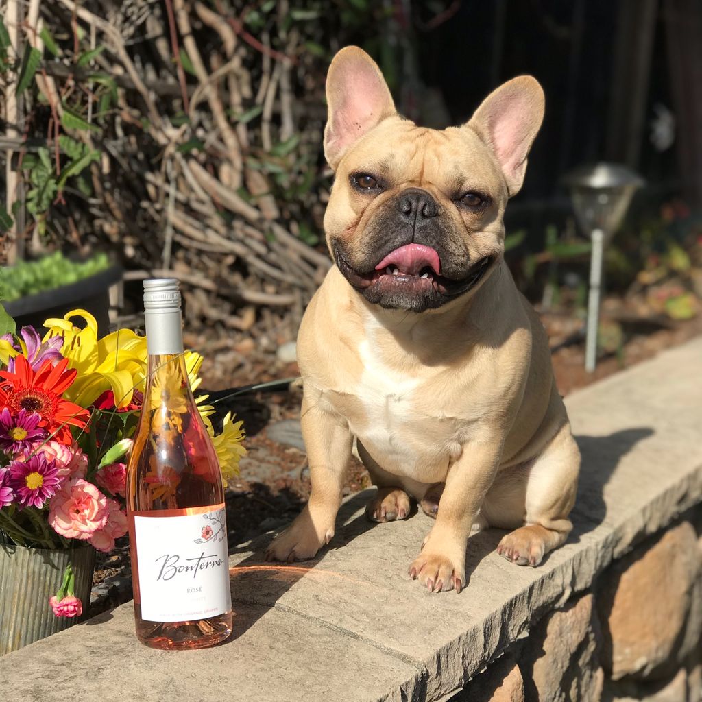 Wine pup for the win with our 2016 Rosé and 2017 Rosé!
