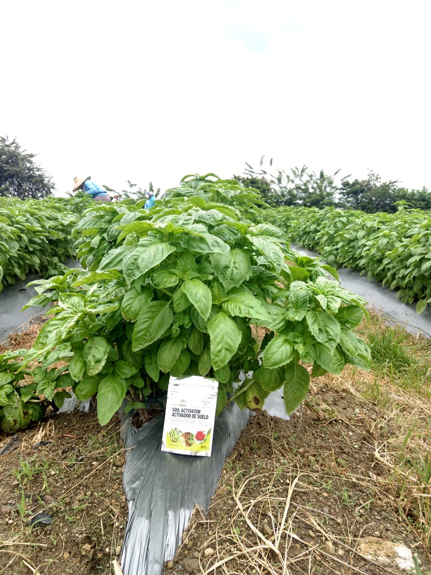 earthalivect's tweet photo. Third harvest of basil is ongoing in Colombia, 44 days after the application of certified-organic Soil Activator! #SoilActivator #organic #soilhealth https://t.co/lRpAECvbrV