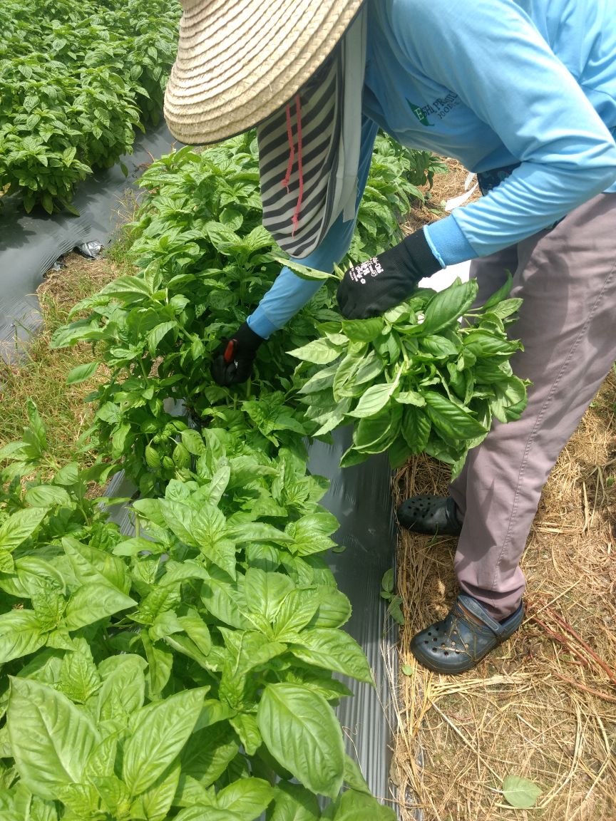 earthalivect's tweet photo. Third harvest of basil is ongoing in Colombia, 44 days after the application of certified-organic Soil Activator! #SoilActivator #organic #soilhealth https://t.co/lRpAECvbrV