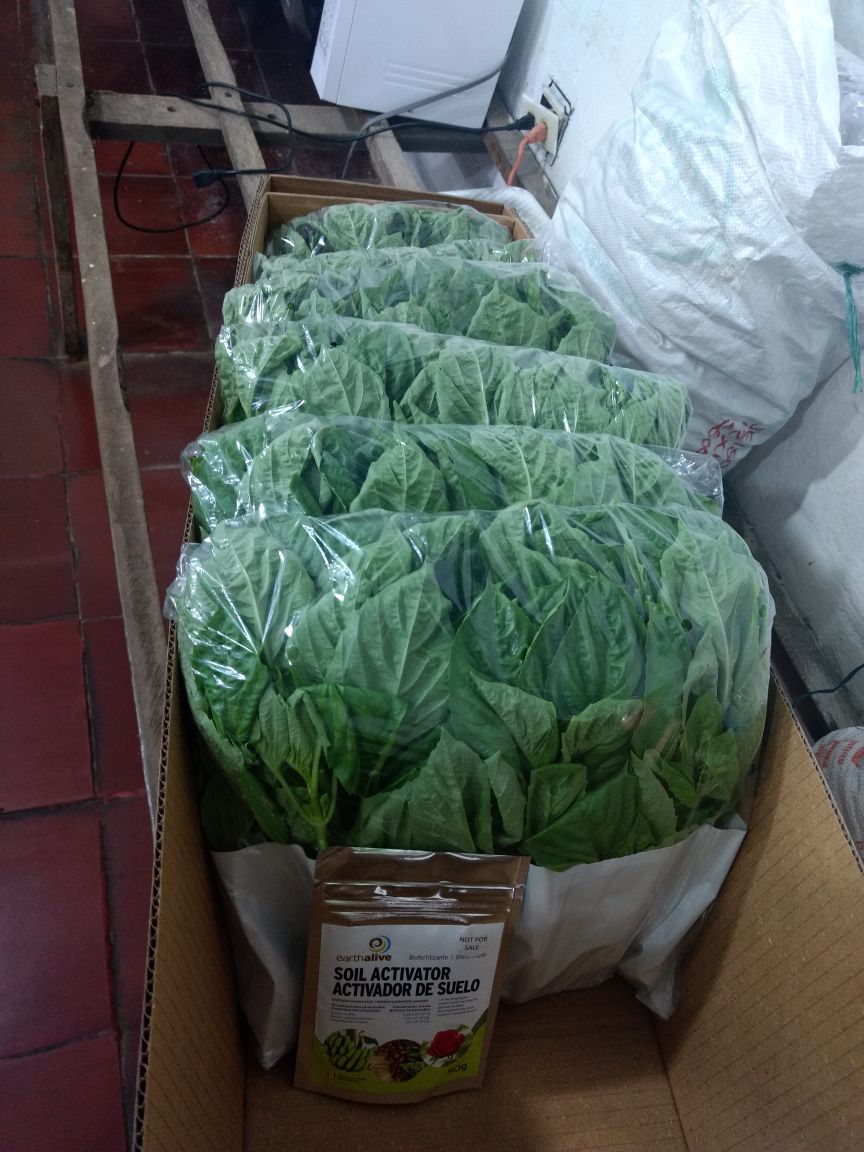 earthalivect's tweet photo. Third harvest of basil is ongoing in Colombia, 44 days after the application of certified-organic Soil Activator! #SoilActivator #organic #soilhealth https://t.co/lRpAECvbrV