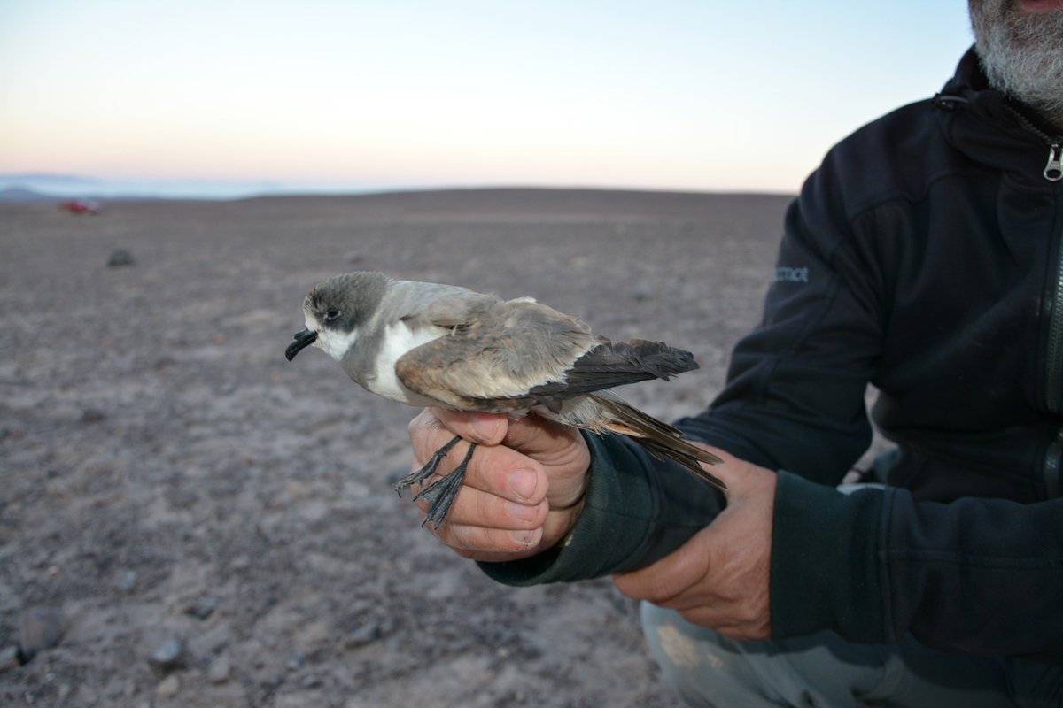 FmedranoM's tweet photo. 3/4 Al mismo tiempo, notamos que la colonia puede estar amenazada por proyectos mineros y energéticos que se instalen en el desierto 🏜️ #WSTC4 #ConsBio2 #ROC https://t.co/XR7BrfVTIe