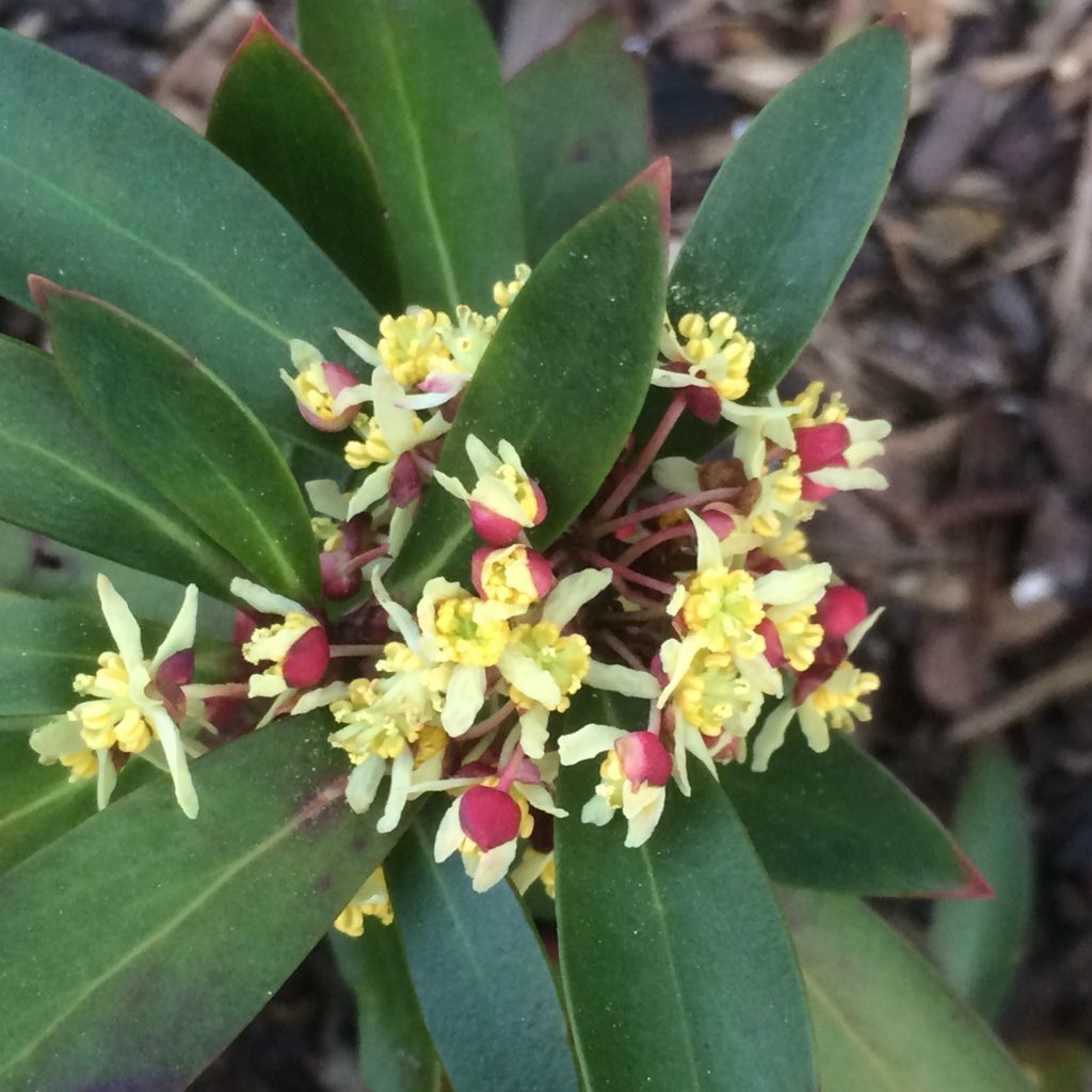 timutteridge's tweet photo. Tasmannia (Drimys) lanceolata #Winteraceae #Tasmania #Australia https://t.co/STTodg1xgP